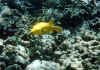 fugu3.jpg (35661 byte)