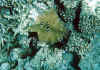 shiro3.jpg (44702 byte)