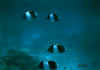 shiro6.jpg (10226 byte)