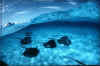 0q29636.jpg (28303 byte)