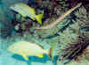 3U50191.jpg (78164 byte)