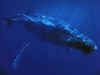3w31154.jpg (31996 byte)