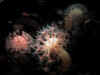 4732430.jpg (37161 byte)