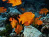 5L13512.jpg (101492 byte)