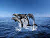 Mb86503.jpg (94047 byte)