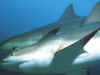 N167036.jpg (40227 byte)