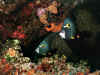 NG79104.jpg (107204 byte)