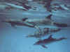 QF41419.jpg (58204 byte)