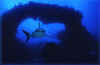 pE95710.jpg (14965 byte)