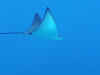2944502.jpg (13786 byte)