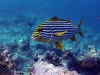 4e23832.jpg (50762 byte)