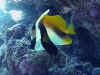 5u43682.jpg (59064 byte)