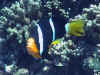 Co96260.jpg (55730 byte)