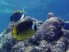 Dk36147.jpg (51149 byte)