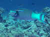 FI79245.jpg (58598 byte)