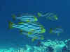 Kd83002.jpg (37615 byte)