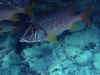 Of38040.jpg (52791 byte)