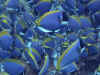 WH83167.jpg (49164 byte)