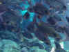 be78696.jpg (50724 byte)