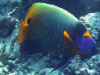 s815670.jpg (49686 byte)