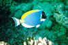 04_g.jpg (33804 byte)