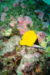 10_g.jpg (48330 byte)