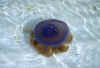 jellyfish-sh.jpg (46014 byte)