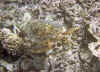 kameswin2-ss.jpg (45201 byte)