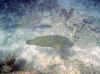 napo1-sh.jpg (33552 byte)