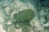 napo2-sh.jpg (28403 byte)