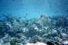 suisou-sh.jpg (55602 byte)