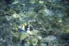 800_M2_14_pesce_fra_2_isolette.jpg (92498 byte)