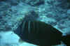 800_M3_22_pesce_nero_punti_righe.jpg (77086 byte)