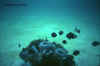800_M3_36_pesci_neri.jpg (64360 byte)