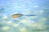 800_M5_10_razzina.jpg (57156 byte)