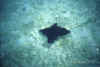 800_M5_38_aquila_di_mare.jpg (67972 byte)