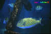 800_M7_23_pesce_vicino_scaletta.jpg (57683 byte)