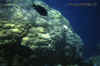 800_M7_32_pesce_nero.jpg (61296 byte)