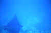 800_M7_35_aquila_di_mare.jpg (30252 byte)