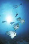 mal9705-s.jpg (20008 byte)