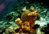 anemona10 copy.jpg (56136 byte)