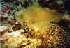 anemona11 copy.jpg (63250 byte)