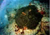 anemona6 copy.jpg (55169 byte)