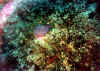 anemona7 copy.jpg (62335 byte)