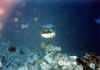 ballesta1 copy.jpg (32994 byte)