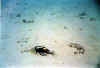 ballesta4 copy.jpg (29228 byte)