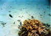 ballesta5 copy.jpg (41785 byte)
