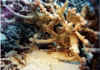 ballesta7 copy.jpg (43951 byte)