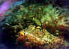 ballesta8 copy.jpg (64112 byte)