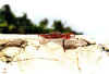 cangrejo2 copy.jpg (36194 byte)